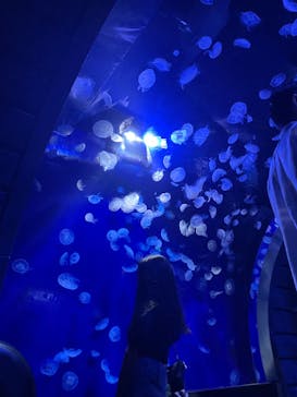 サンシャイン水族館に投稿された画像（2023/9/13）