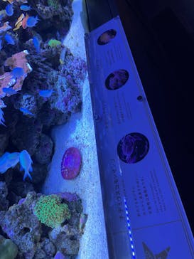 横浜開運水族館 フォーチュンアクアリウムに投稿された画像（2023/9/13）