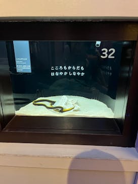 横浜開運水族館 フォーチュンアクアリウムに投稿された画像（2023/9/13）