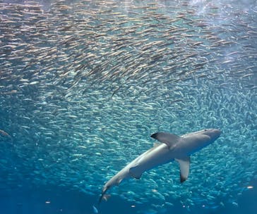 名古屋港水族館に投稿された画像（2023/9/13）