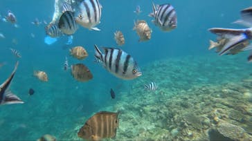 青の洞窟専門店　沖縄ダイビングショップ和に投稿された画像（2023/9/13）