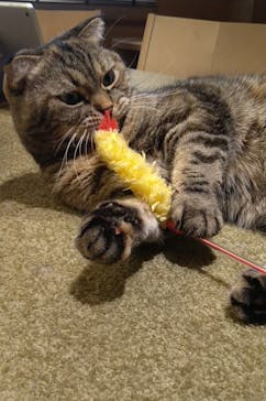 猫カフェモカ　新宿店に投稿された画像（2023/9/13）