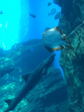 仙台うみの杜水族館に投稿された画像（2023/9/13）