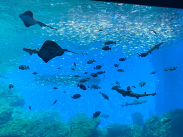 仙台うみの杜水族館に投稿された画像（2023/9/13）