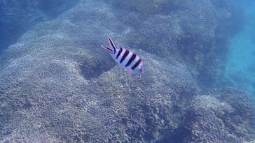 石垣島 ADVENTURE PiPi（イシガキジマアドベンチャーピピ）に投稿された画像（2023/9/14）