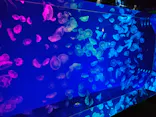 名古屋港水族館に投稿された画像（2023/9/14）