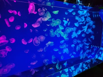 名古屋港水族館に投稿された画像（2023/9/14）