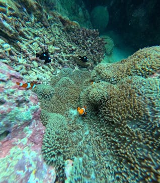 石垣島 ADVENTURE PiPi（イシガキジマアドベンチャーピピ）に投稿された画像（2023/9/14）