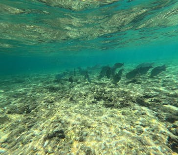 石垣島 ADVENTURE PiPi（イシガキジマアドベンチャーピピ）に投稿された画像（2023/9/14）