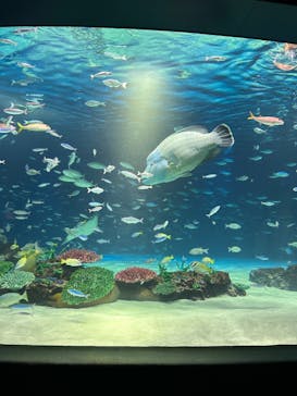 サンシャイン水族館に投稿された画像（2023/9/14）