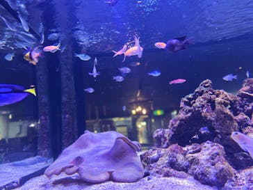 ゼロ距離水族館 伊勢シーパラダイスに投稿された画像（2023/9/14）