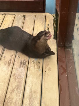 ゼロ距離水族館 伊勢シーパラダイスに投稿された画像（2023/9/14）
