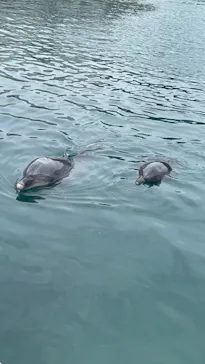 うみたま体験パーク 「つくみイルカ島」に投稿された画像（2023/9/14）