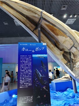 特別展「海　―生命のみなもと―」（国立科学博物館）に投稿された画像（2023/9/14）