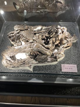 福井県立恐竜博物館に投稿された画像（2023/9/14）