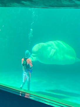 鴨川シーワールドに投稿された画像（2023/9/14）