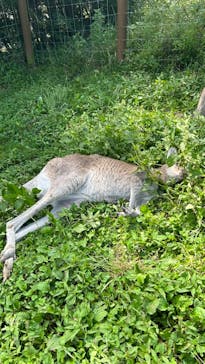 那須どうぶつ王国に投稿された画像（2023/9/14）