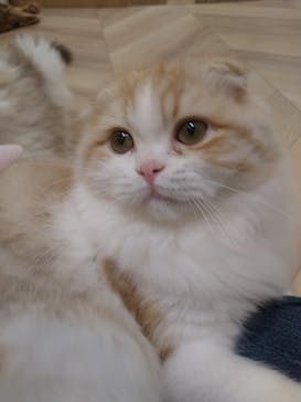 猫カフェモカ　イオンモール水戸内原店に投稿された画像（2023/9/14）