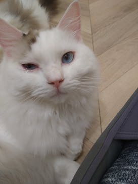 猫カフェモカ　イオンモール水戸内原店に投稿された画像（2023/9/14）