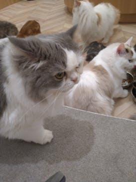 猫カフェモカ　イオンモール水戸内原店に投稿された画像（2023/9/14）