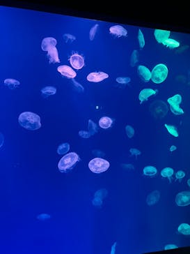 大分マリーンパレス水族館 「うみたまご」に投稿された画像（2023/9/14）