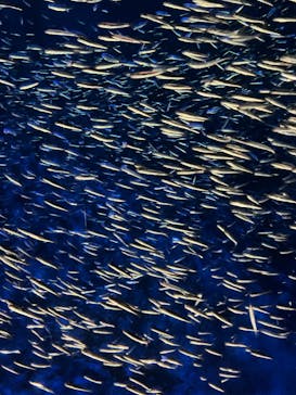 大分マリーンパレス水族館 「うみたまご」に投稿された画像（2023/9/14）