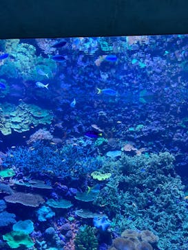 大分マリーンパレス水族館 「うみたまご」に投稿された画像（2023/9/14）