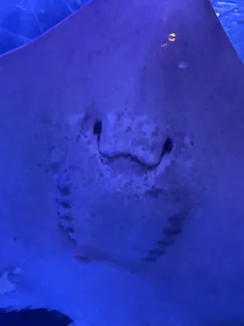 マクセル アクアパーク品川に投稿された画像（2023/9/14）