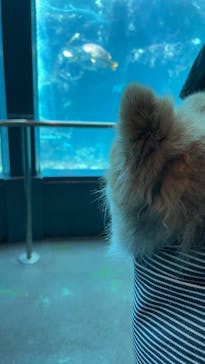 下田海中水族館に投稿された画像（2023/9/15）