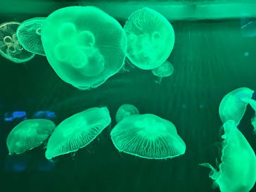 登別マリンパークニクスに投稿された画像（2023/9/15）