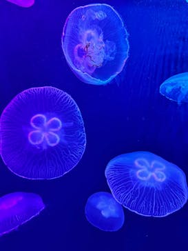 登別マリンパークニクスに投稿された画像（2023/9/15）