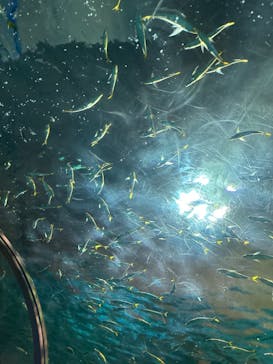 登別マリンパークニクスに投稿された画像（2023/9/15）