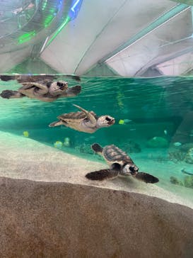 鴨川シーワールドに投稿された画像（2023/9/15）