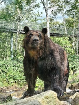 サホロリゾート　ベア･マウンテンに投稿された画像（2023/9/15）