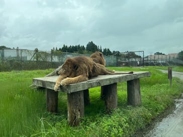 那須サファリパークに投稿された画像（2023/9/15）