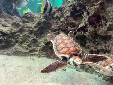 鴨川シーワールドに投稿された画像（2023/9/15）