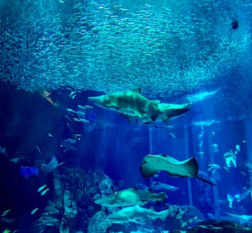 マリンワールド海の中道に投稿された画像（2023/9/15）