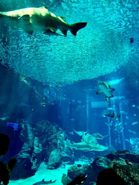 マリンワールド海の中道に投稿された画像（2023/9/15）