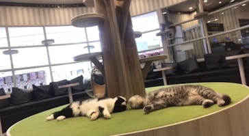 猫カフェモカ　アルシェ大宮店に投稿された画像（2023/9/15）