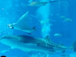 沖縄美ら海水族館に投稿された画像（2023/9/16）