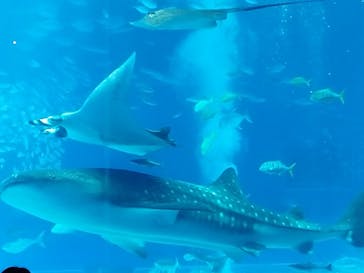 沖縄美ら海水族館に投稿された画像（2023/9/15）