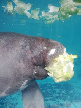 熱川バナナワニ園に投稿された画像（2023/9/15）