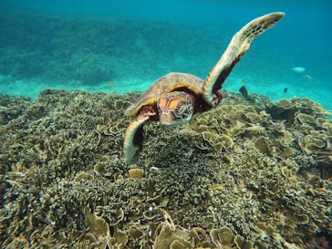 宮古島 ADVENTURE PiPi（ミヤコジマ アドベンチャー ピピ）に投稿された画像（2023/9/15）