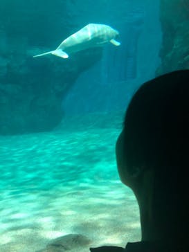 名古屋港水族館に投稿された画像（2023/9/16）