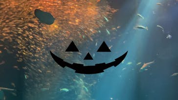 アクアワールド茨城県大洗水族館に投稿された画像（2023/9/16）