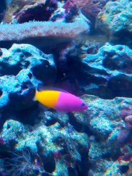 鴨川シーワールドに投稿された画像（2023/9/16）