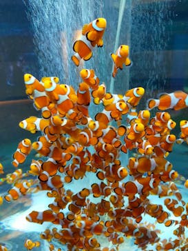 鴨川シーワールドに投稿された画像（2023/9/16）