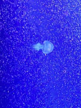 マリンワールド海の中道に投稿された画像（2023/9/16）