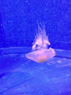 マリンワールド海の中道に投稿された画像（2023/9/16）