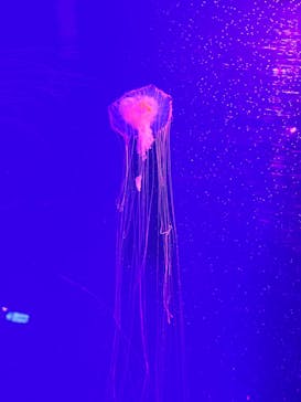 マリンワールド海の中道に投稿された画像（2023/9/16）